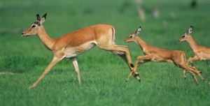 gazzella-con-piccoli