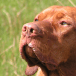 seduta-comportamentale-cane servizi di seduta comportamentale