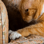 seduta-comportamentale-riabilitativa-gatto servizi di seduta comportamentale riabilitativa