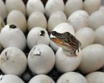 uova_di_coccodrillo
