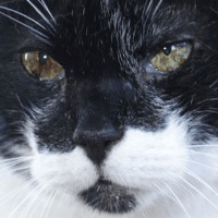 visita-comportamentale-animali-anziani-gatto