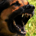 visita-comportamentale-cane servizi di visita comportamentale