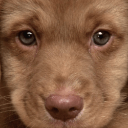 problemi comportamento cane