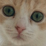 visita-preadozione-gatto visita pre adozione