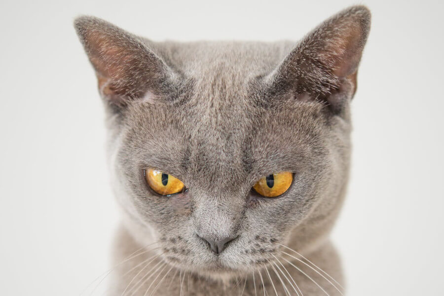 Visita Comportamentale Gatto